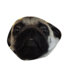 Mamon pug（個別スタンプ：7）