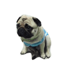 Mamon pug（個別スタンプ：8）