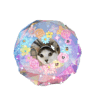 Hiruta house cats（個別スタンプ：1）