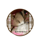 Hiruta house cats（個別スタンプ：4）