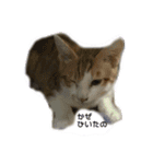 Hiruta house cats（個別スタンプ：6）