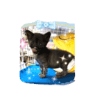 Hiruta house cats（個別スタンプ：8）