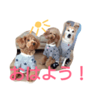 kiyopy family（個別スタンプ：1）