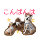 kiyopy family（個別スタンプ：3）