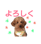 kiyopy family（個別スタンプ：8）