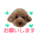 kiyopy family（個別スタンプ：9）