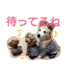 kiyopy family（個別スタンプ：13）