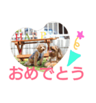 kiyopy family（個別スタンプ：21）