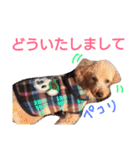 kiyopy family（個別スタンプ：26）