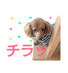 kiyopy family（個別スタンプ：31）