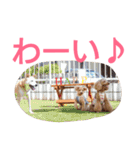kiyopy family（個別スタンプ：34）