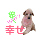 kiyopy family（個別スタンプ：36）