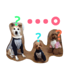 kiyopy family（個別スタンプ：37）