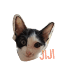 子猫のジジ（個別スタンプ：5）
