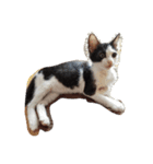子猫のジジ（個別スタンプ：6）