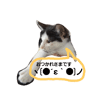 子猫のジジ（個別スタンプ：7）