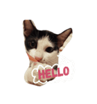 子猫のジジ（個別スタンプ：8）
