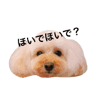 トイプードルはなちゃんのスタンプ（個別スタンプ：2）