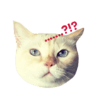 Let Me(ow) Speak 4 U（個別スタンプ：1）