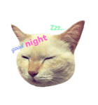 Let Me(ow) Speak 4 U（個別スタンプ：3）