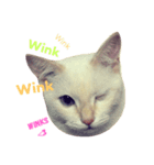 Let Me(ow) Speak 4 U（個別スタンプ：5）