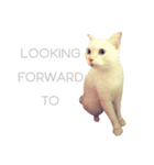 Let Me(ow) Speak 4 U（個別スタンプ：8）