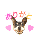 ホップくん！（個別スタンプ：6）