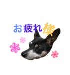 ホップくん！（個別スタンプ：11）