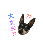 ホップくん！（個別スタンプ：14）
