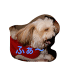 犬スタンプです（個別スタンプ：1）