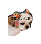 犬スタンプです（個別スタンプ：2）