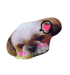 犬スタンプです（個別スタンプ：3）