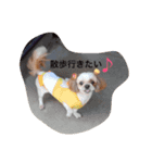 犬スタンプです（個別スタンプ：4）