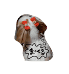 犬スタンプです（個別スタンプ：7）