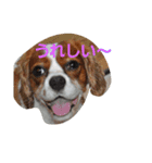 うじゃに☆（個別スタンプ：12）