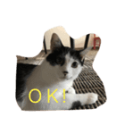 白石家のかわいい猫たち（個別スタンプ：1）