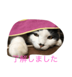 白石家のかわいい猫たち（個別スタンプ：2）