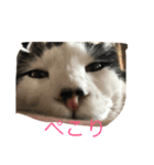白石家のかわいい猫たち（個別スタンプ：3）