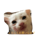白石家のかわいい猫たち（個別スタンプ：5）