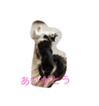 白石家のかわいい猫たち（個別スタンプ：6）