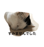 白石家のかわいい猫たち（個別スタンプ：7）
