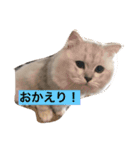 ミャウの日常（個別スタンプ：1）