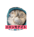 ミャウの日常（個別スタンプ：2）