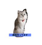 ミャウの日常（個別スタンプ：5）