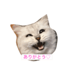 ミャウの日常（個別スタンプ：6）