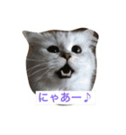 ミャウの日常（個別スタンプ：7）