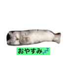 ミャウの日常（個別スタンプ：8）