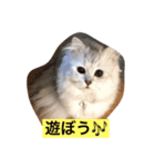 ミャウの日常（個別スタンプ：9）