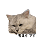 ミャウの日常（個別スタンプ：10）