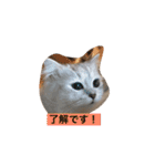 ミャウの日常（個別スタンプ：11）